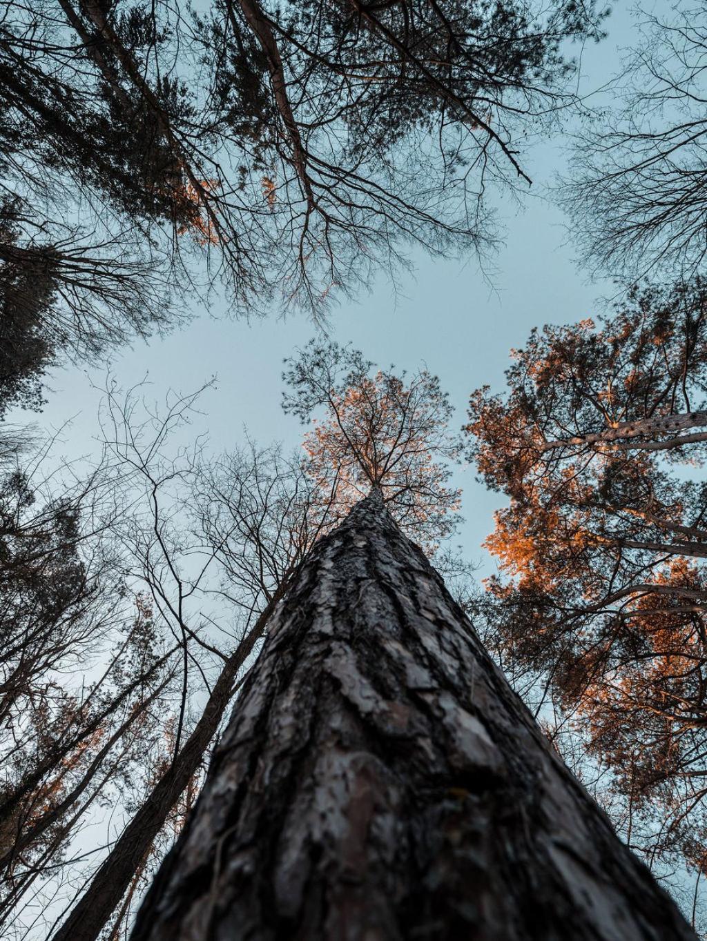 Bain De Foret - Lodges Cosy & Spa Neufchâtel-Hardelot Pokoj fotografie